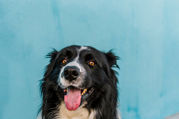 Dog with a blue wall behind in a sunny day