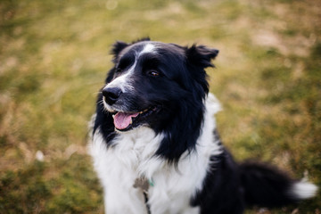 Dog in the park looking at the horizon