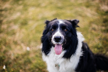 Dog in the park looking at the horizon