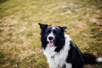 Dog in the park looking at the horizon