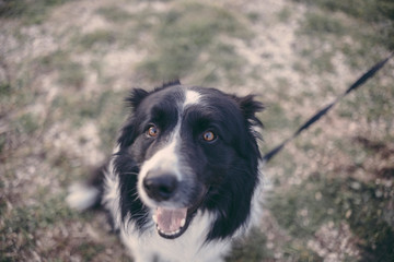 Dog in the park looking at the horizon