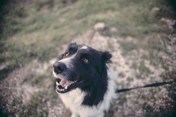 Dog in the park looking at the horizon