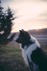 Dog in the park looking at the horizon