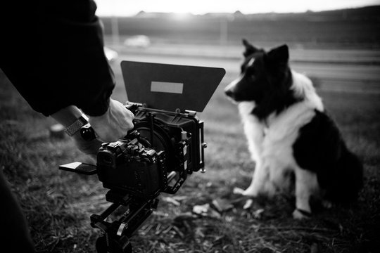Dog Being Recorded By A Filmmaker
