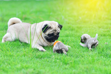 Pug family, Cute puppies brown Pug playing with their mother in green lawn