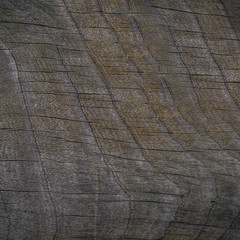 Natural slice of wood to a gray color background or texture