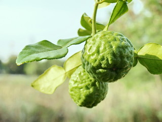 Bergamot (Kaffir Lime, Citrus hystrix, Rutaceae) is a bunch and fresh green leaves hang on the branches of bergamot trees in the garden. On a blurred background. - obrazy, fototapety, plakaty
