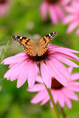 Distelfalter (Vanessa cardui) auf Echinacea Blüte
