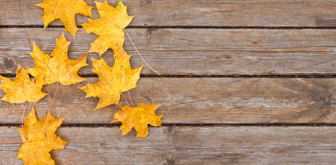 Bright yellow maple autumn leaves on old wooden background. Great season texture with fall mood. Nature september and october background with copy space.