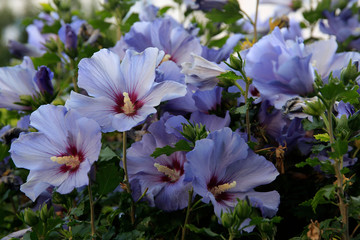 Hibiskus (Hibiscus) oder Eibisch, Blüten © Aggi Schmid