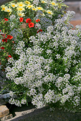 Naklejka premium Buntes Blumenbeet im Garten