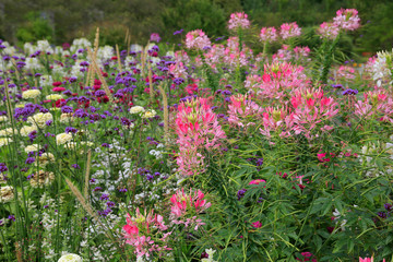 Buntes Blumenbeet im Garten
