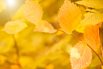 Golden autumn leaves on a sunny day. Great season texture with fall mood. Nature autumn  background. Selective focus, copy space.