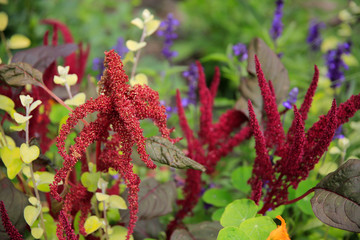 Garten-Fuchsschwanz (Amaranthus caudatus) Blüten