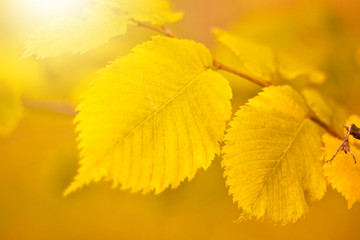 Golden autumn leaves on a sunny day. Great season texture with fall mood. Nature autumn  background. Selective focus, copy space.