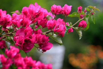 Bougainvillea oder Bougainville Blüten