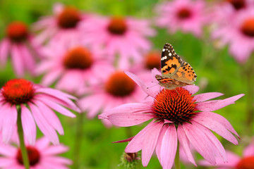 Purpurroter Sonnenhut (Echinacea purpurea) mit Distelfalter