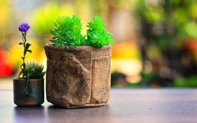 little cactus in flowerpot on wood with blurred background