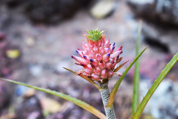 red flower