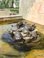 Red-eared Slider (Trachemys scripta elegans) Common slider Turtle wild animal. turtles ,Turtles on...