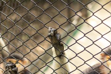 Fototapeta premium Animal hand in cage