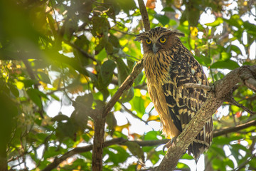 The mother of the owl watched the baby bird in the nest carefully at reserved swamp forest area Phatthalung .Southern Thailand