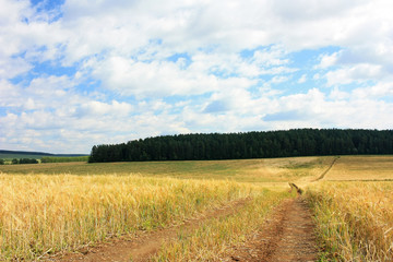 Obraz premium Country road in the field