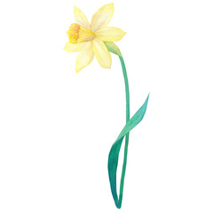 Narcissus. Yellow flower. Watercolor hand drawn illustration. Isolated on white background.