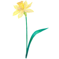 Narcissus. Yellow flower. Watercolor hand drawn illustration. Isolated on white background.