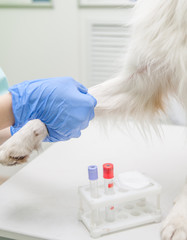 Close up veterinarian takes blood from a dog's paw with a syringe for analysis
