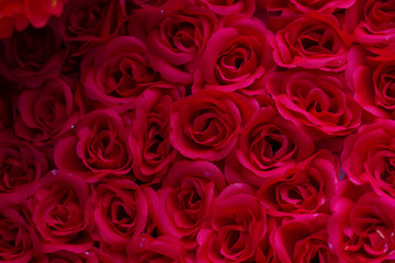 Colorful roses flowers meadow Spring nature background for graphic and card design