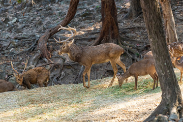 Male Eld's deer standing on feeding ground in a zoo