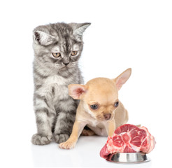 Cat and dog with a piece of raw meat. isolated on white background