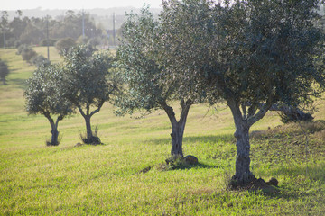 Olive trees groves - agriculture food production farm, orchard during spring -  blooming meadows.