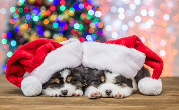 Australian shepherd puppies with red santa hats sleep with Christmas tree on background
