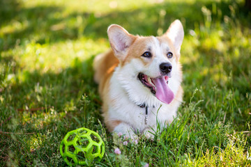 Corgi dog lying on the lawn with a ball during the day