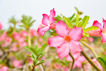Obraz na płótnie Canvas Adenium or desert rose,Impala Lily,Mock Azalea flower with background nature from the garden in spring day tropical design for wallpaper have copy space and text.
