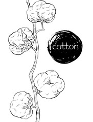 Branch of pure cotton, vector