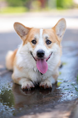 Corgi breed dog lies in a puddle on the road