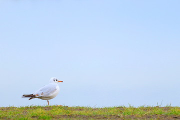 River gull on the lake coast