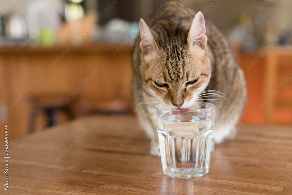 Wall mural cat drink water