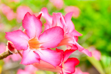 Fototapeta na wymiar Adenium or desert rose,Impala Lily,Mock Azalea flower with background nature from the garden in spring day tropical design for wallpaper have copy space and text.