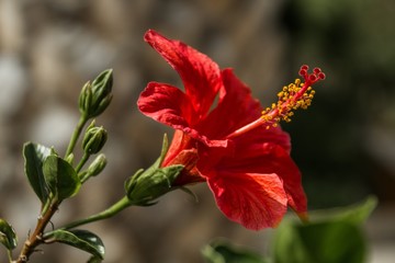Red hibiskus © KosshkaMebiusa