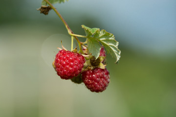 Red ripe raspberry on a branch