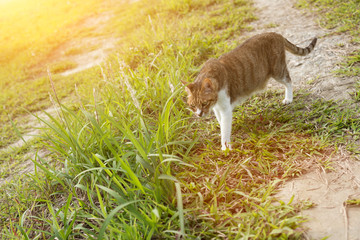 cat walk in the outdoor