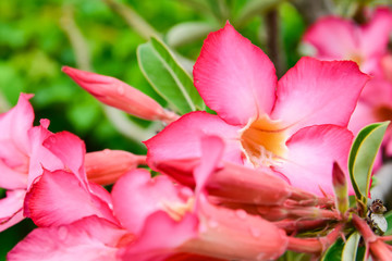Obraz na płótnie Canvas Adenium or desert rose,Impala Lily,Mock Azalea flower with background nature from the garden in spring day tropical design for wallpaper have copy space and text.