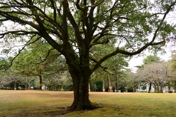 Obraz premium 佇まい