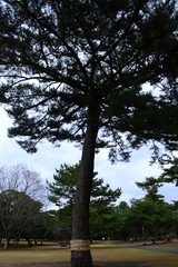 Fototapeta premium 樹木