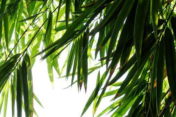 Bamboo leaves in the forest.