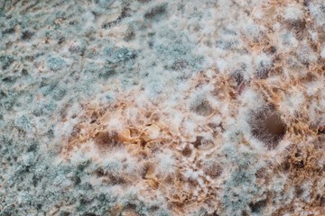 Mold, organic texture - rotten bread close up